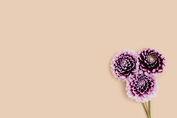 Bouquet of purple dahlia flowers on a beige background. Springtime concept with copyspace. 8 march gentle composition.