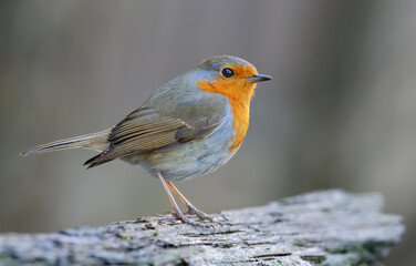 Fototapeta premium Adult European robin (erithacus rubecula) posing on an old stock with sweet dusk light 