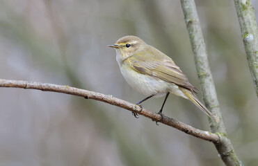Common chiffchaff (Phylloscopus collybita) posing on small dry twig in early spring time with clean gray background