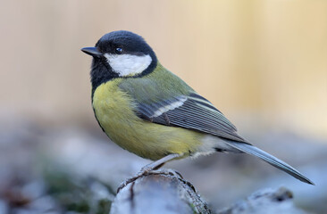 Obraz premium Adult female Great tit (parus major) perched on top of thick old branch in dull gray weather with clean background