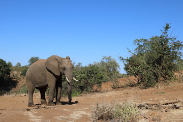 Afrikanischer Elefant / African elephant / Loxodonta africana