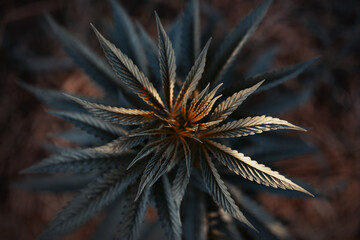 cannabis plant background, black leaf hemp