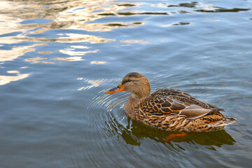 Gray duck swims on a pond