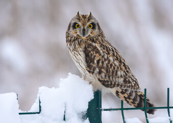 Rare wintering Short-eared owl (asio flammeus) perched on snowy fence