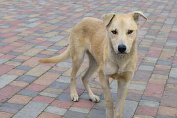 Street gray dog. A lonely stray dog ​​is looking forward.
