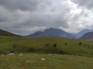 Naklejka premium Horses walking on the green field among the mountains under cloudy sky shot in Azerbaijan