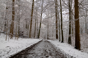 Winter Wunderland Schnee Kontrast Wald Weg Wanderung Perspektive Iserlohn Sauerland Deutschland Stadtwald Teiche Natur Idyll Buchen Eichen Mischwald Eis Spuren Wandern Joggen Spaziergang Ausflug 