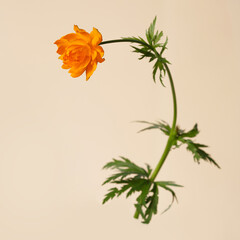 Orange flower marigold isolated on beige background.