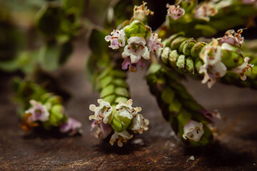 macro closeup of fresh natural aromatic oregano plant with flower