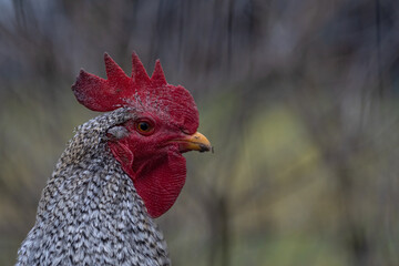 Schwarz-Weißer Hahn