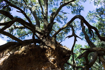 ancient tree in the park with exposed roots