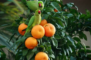 Two green parrots on a tree eating oranges 
