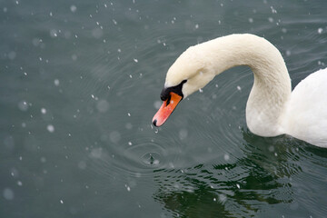 White swan with water drop falling from peak. Lake of Zurich, Switzerland.