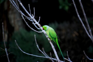 Green Parrot sitting on a tree in Tel Aviv
