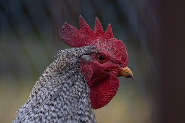 Schwarz-Weißer Hahn