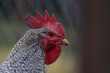 Schwarz-Wei&szlig;er Hahn