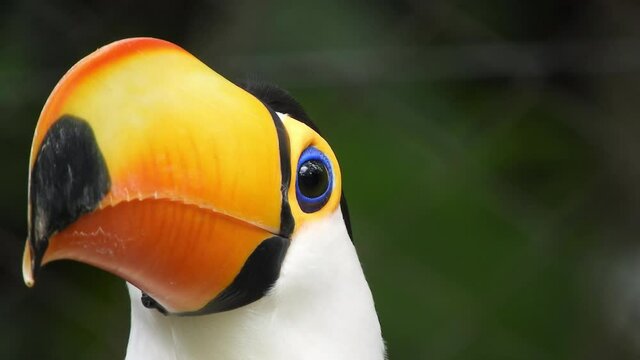 Toco Toucan also known as the common Toucan or giant Toucan. Close up of head with Bill opening and head turning.