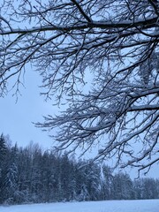 trees in winter