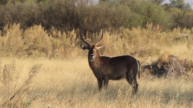 Antilope Sable