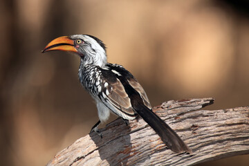 The southern yellow-billed hornbill (Tockus leucomelas) on the branch with brown background.African hornbill sitting on a dry branch.