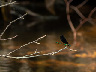 Damselfly above River I