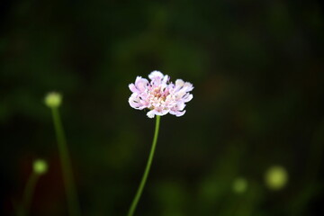 Isolated pink flower with dark green background and bokeh effect