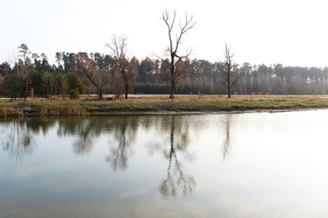 trees without leaves on the lake shore in autumn with the reflection of trees in the lake
