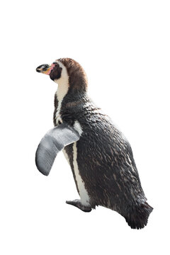 penguin walking isolated on white background