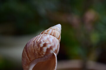 Conchiglia a spirale con sfondo sfocato