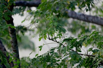 spring in the forest