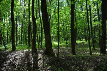 A dense leafy forest landscape. A young temperate deciduous green forest in spring.