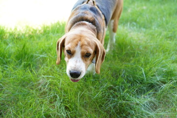 Cute beagle stand on green grass garden.Dog is chained. Happy Dog relaxing in the park or backyard...