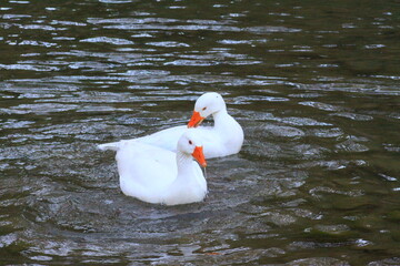hermoso patos blancos bañandose en el rio y nadando
