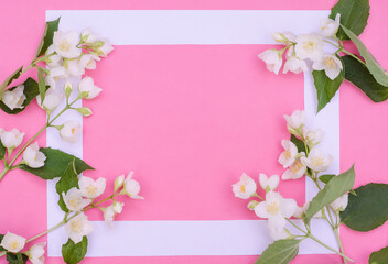 Greeting card background, jasmine flowers on a pink background with copy space