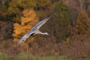 Sandhill Crane during migration