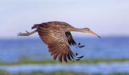 Limpkin in flight