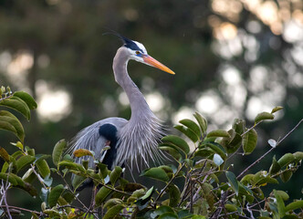 Great Blue Heron doing the breeding display