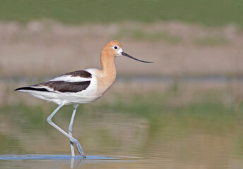American Avocet