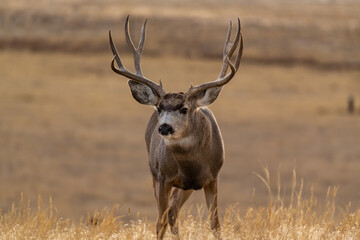 A Mule Deer Buck with Large Antlers in Autumn