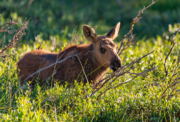 A Baby Moose Calf Roaming the Colorado Mountains on a Spring Morning