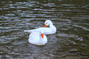 hermoso patos blancos bañandose en el rio y nadando