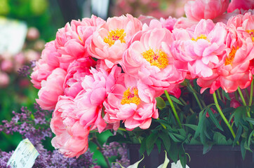 Bright hot pink peony flowers bouquet closeup spring background