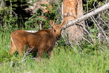 A Baby Moose Calf Roaming the Colorado Mountains on a Spring Morning