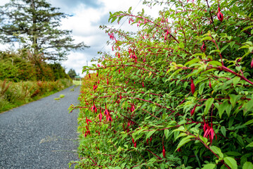 Fuchsia wildflower growing in County Donegal - Ireland