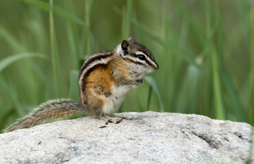 Naklejka na ściany i meble An Adorable Least Chipmunk Briefly Pauses While Perched on a Rock