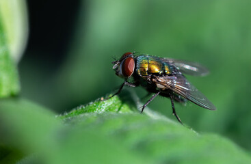 A Common Housefly on a Leaf Edge