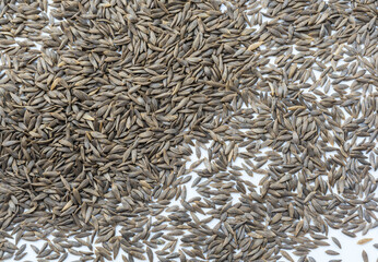 Lettuce seed on isolated background