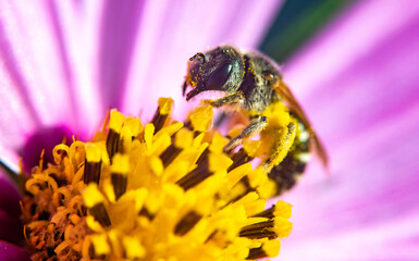 A Harmless Hoverfly Feeding on Flower Nectar