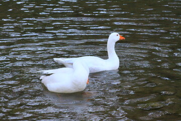 hermoso patos blancos bañandose en el rio y nadando