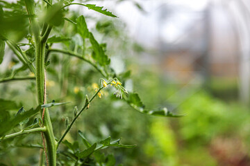 Gardening and agriculture concept. Organic tomatoes growing in greenhouse. Greenhouse produce. Vegetable food production.